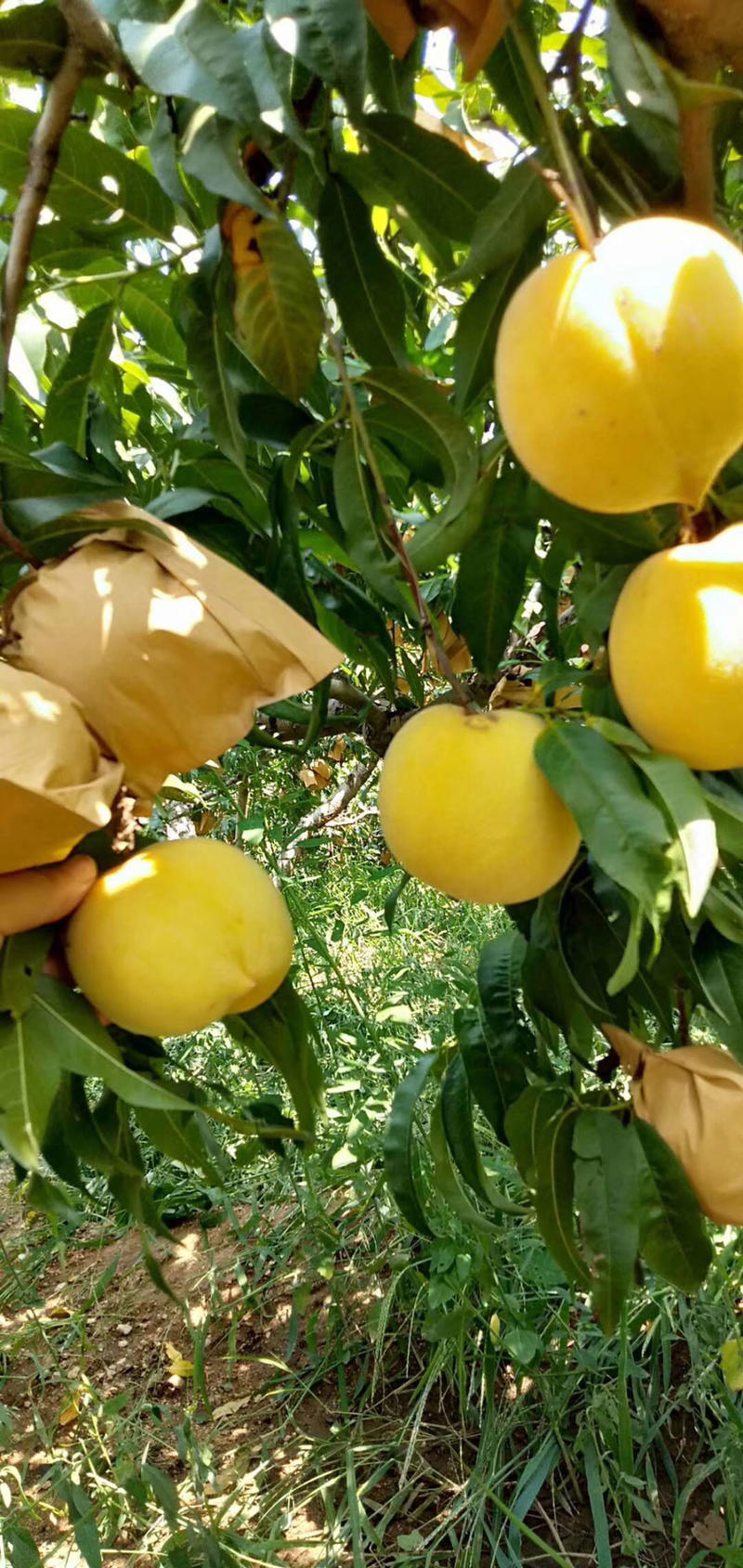 黄金密1号桃树苗保证纯度包成活技术指导
