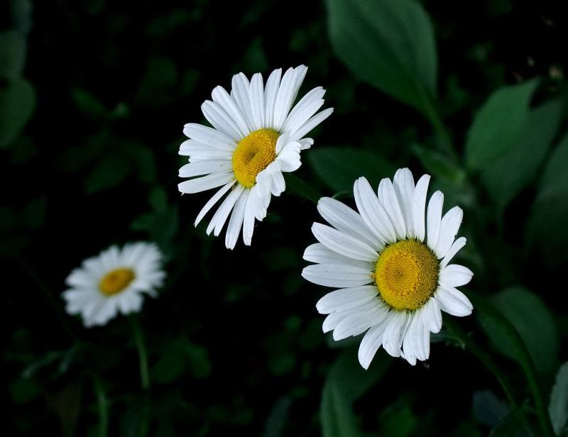 大滨菊种子西洋滨菊种子阳台盆栽花园花卉大花白色大滨菊种