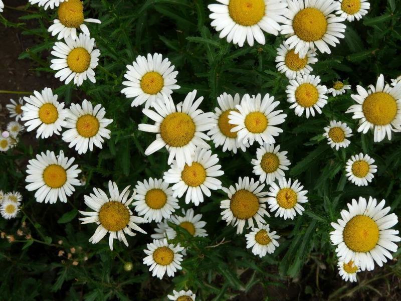 大滨菊种子西洋滨菊种子阳台盆栽花园花卉大花白色大滨菊种