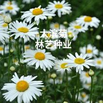 大滨菊种子西洋滨菊种子阳台盆栽花园花卉大花白色大滨菊种