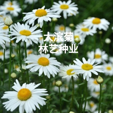 大滨菊种子西洋滨菊种子阳台盆栽花园花卉大花白色大滨菊种