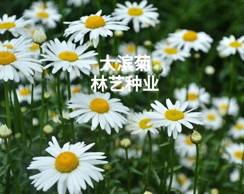 大滨菊种子西洋滨菊种子阳台盆栽花园花卉大花白色大滨菊种
