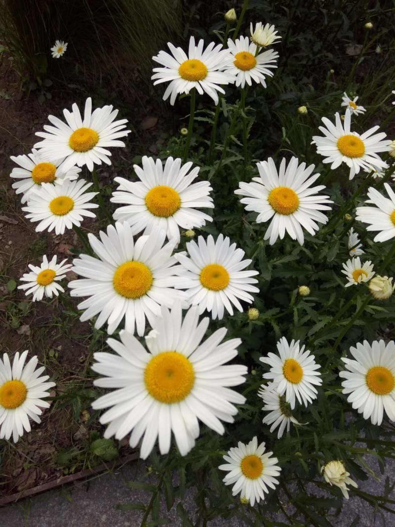 大滨菊种子西洋滨菊种子阳台盆栽花园花卉大花白色大滨菊种