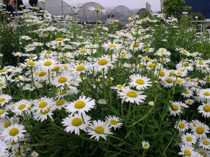 大滨菊种子西洋滨菊种子阳台盆栽花园花卉大花白色大滨菊种