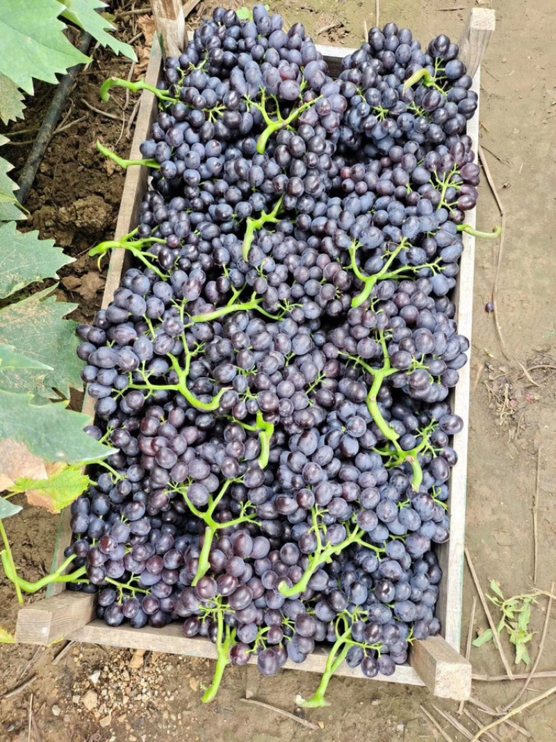 玫瑰香葡萄🍇🍇🍇又香又甜。大葡萄，粒粒饱满，粒大好