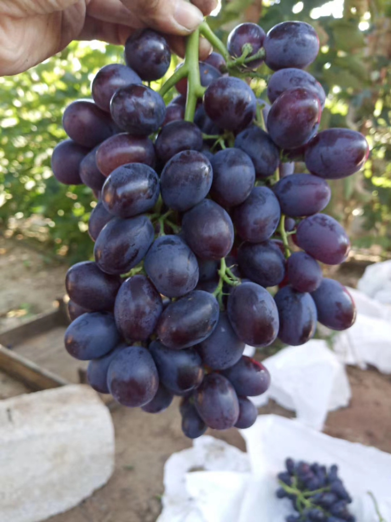 玫瑰香葡萄🍇🍇🍇又香又甜。大葡萄，粒粒饱满，粒大好