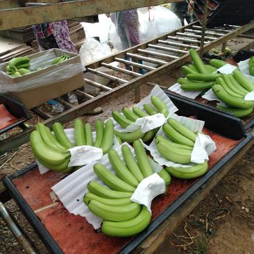 广西龙州精品香蕉喜欢的看过来