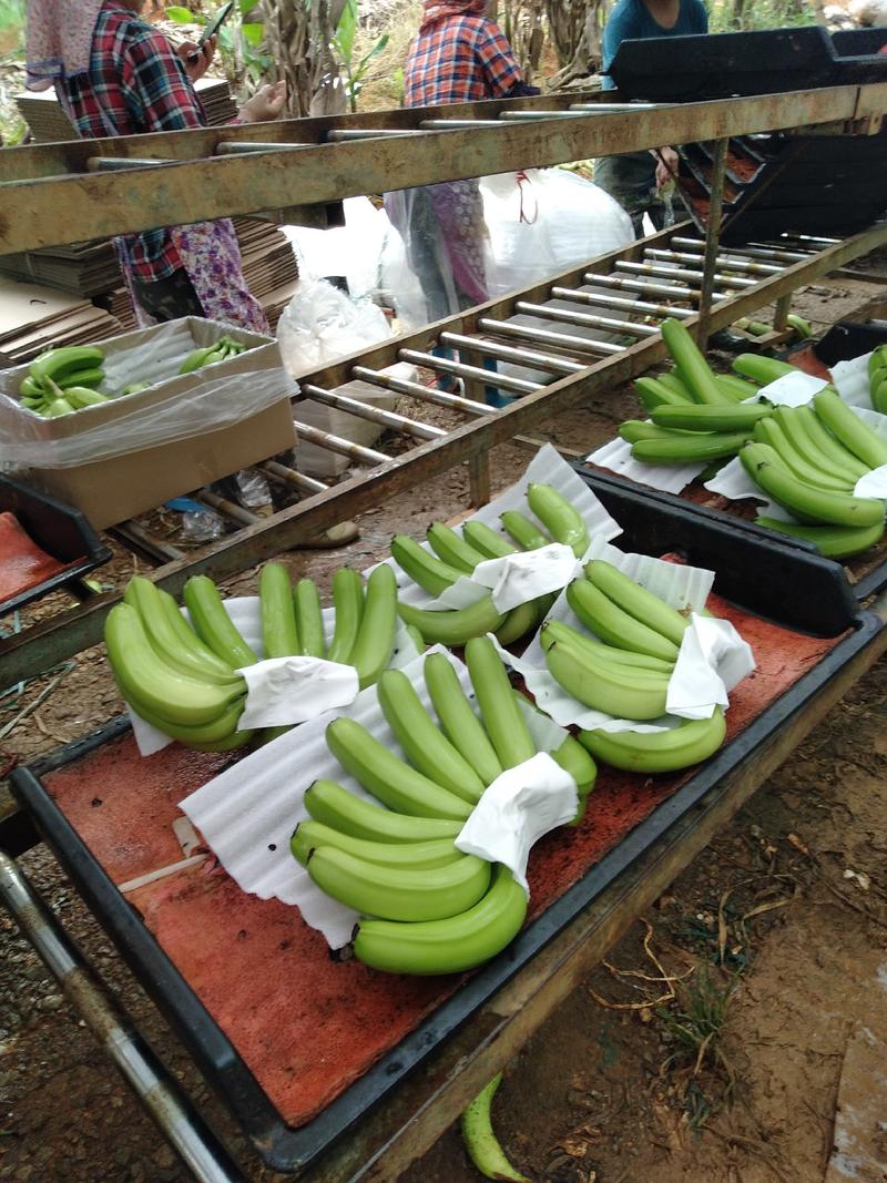 广西龙州精品香蕉喜欢的看过来