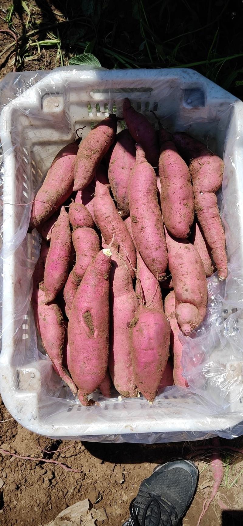 山西太谷沙地红薯品种多量大欢迎联系产地直发