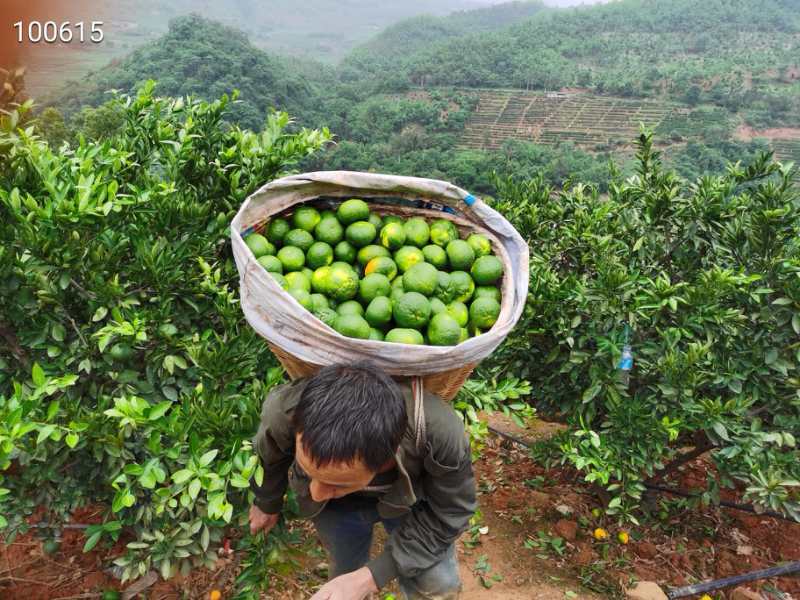 云南蜜桔，大量上市中可供电商，发市场，货源充足……