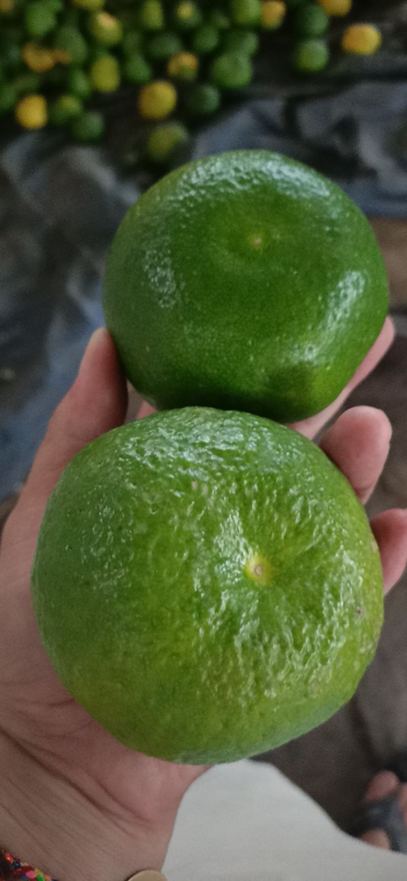 云南蜜桔，大量上市中可供电商，发市场，货源充足……
