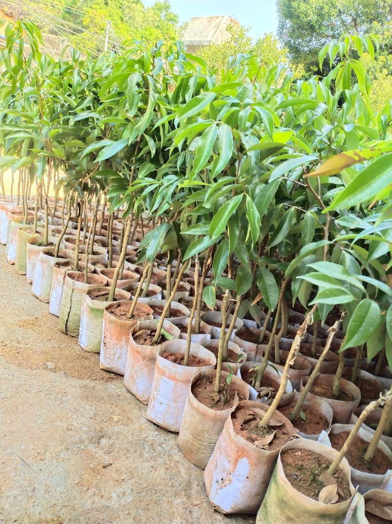 A4无核荔枝苗桂味荔枝苗妃子笑荔枝苗仙进奉荔枝苗包邮