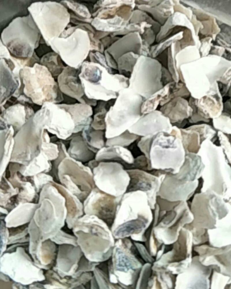 牡蛎，常年批发供应各种规格牡蛎中药材