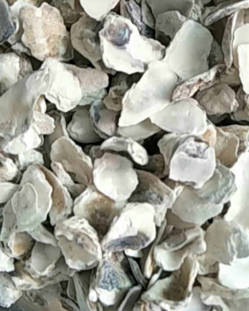 牡蛎，常年批发供应各种规格牡蛎中药材