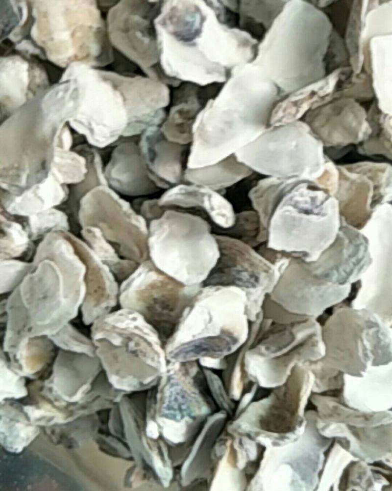 牡蛎，常年批发供应各种规格牡蛎中药材