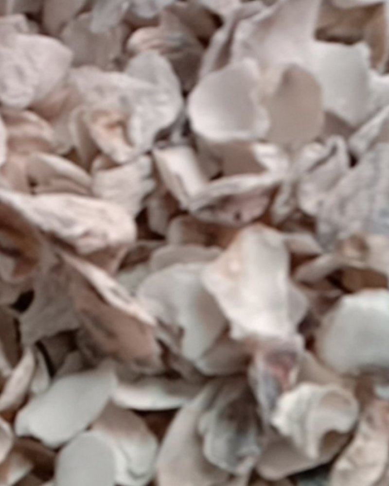 牡蛎，常年批发供应各种规格牡蛎中药材，量大从优