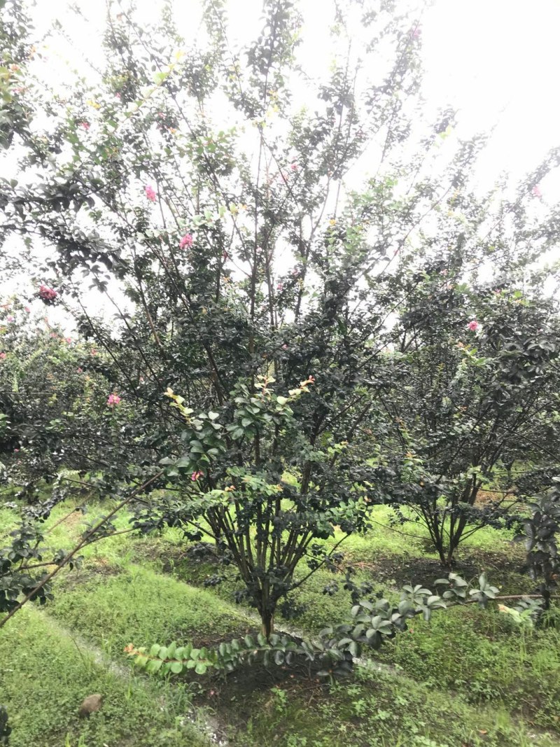 丛生紫薇，8公分丛生紫薇，10公分丛生紫薇