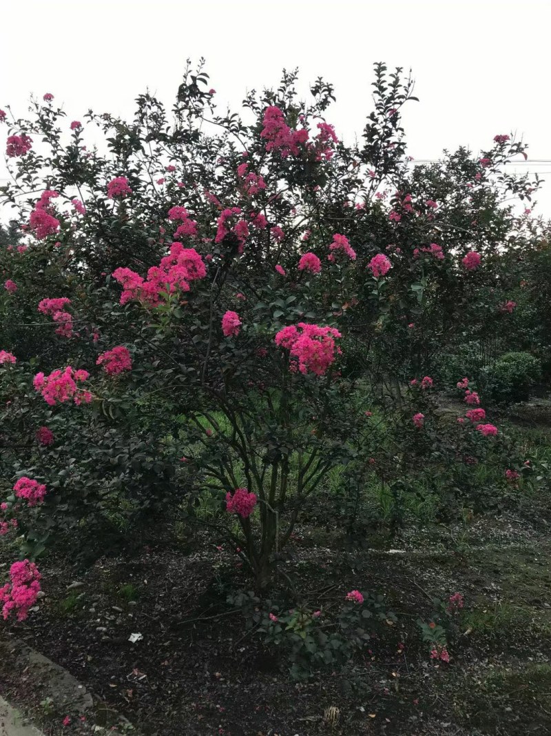丛生紫薇，8公分丛生紫薇，10公分丛生紫薇