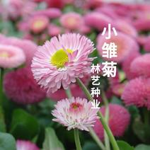 雏菊花种子四季开花不断易活花海公园盆栽苗室内外阳台庭院