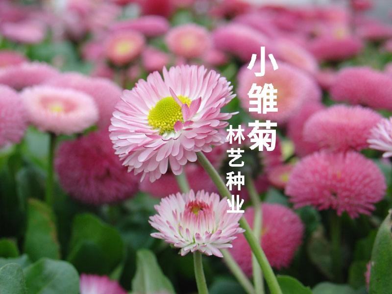 雏菊花种子四季开花不断易活花海公园盆栽苗室内外阳台庭院