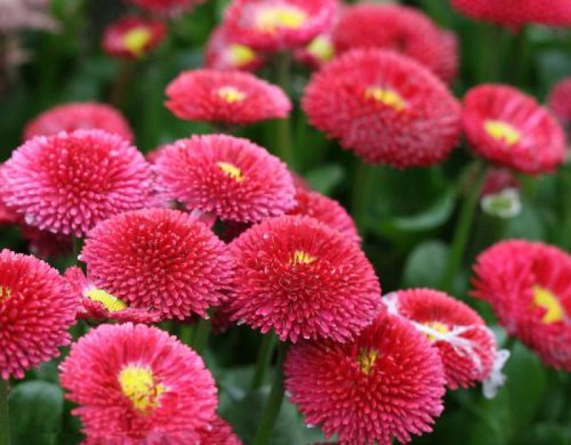雏菊花种子四季开花不断易活花海公园盆栽苗室内外阳台庭院