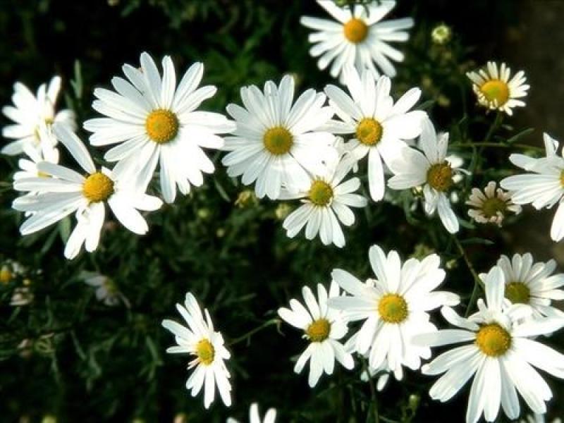 雏菊花种子四季开花不断易活花海公园盆栽苗室内外阳台庭院