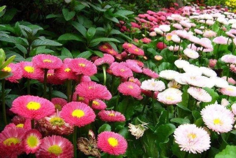雏菊花种子四季开花不断易活花海公园盆栽苗室内外阳台庭院