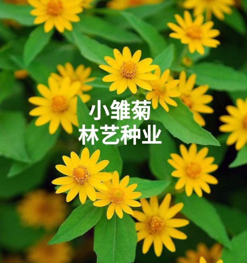 雏菊花种子四季开花不断易活花海公园盆栽苗室内外阳台庭院