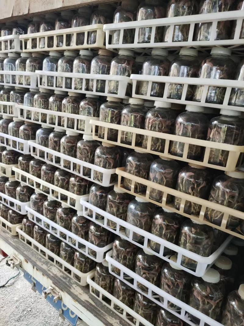 【推荐新品】金线莲种苗基地批发价（免费提供种植技术）