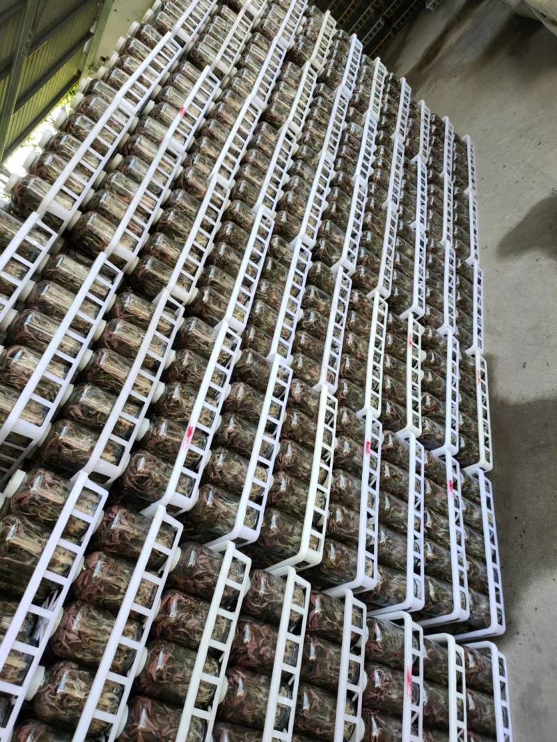 【推荐新品】金线莲种苗基地批发价（免费提供种植技术）