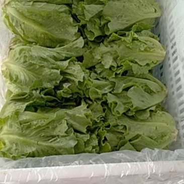 精品意大利，各种叶菜……