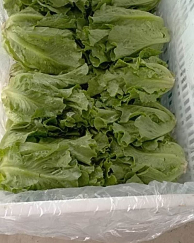精品意大利，各种叶菜……
