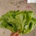 精品意大利，各种叶菜……