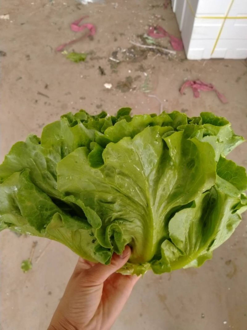 精品意大利，各种叶菜……