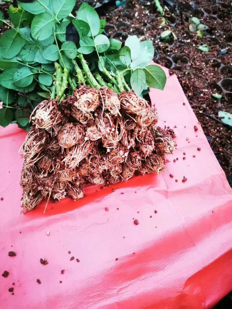 食用玫瑰苗大马士革墨红金边玫瑰滇红