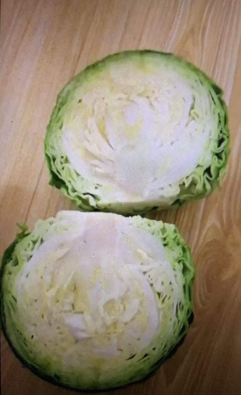 河北精品甘蓝，本地大量供应
