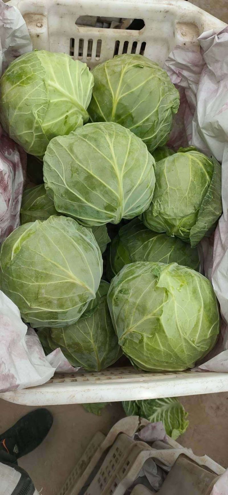 河北精品甘蓝，本地大量供应