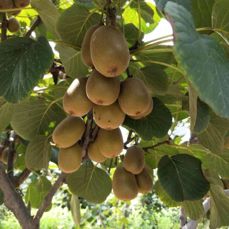 【猕猴桃树苗】名优品种自家种植量大从优！