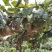 【猕猴桃树苗】名优品种自家种植量大从优！