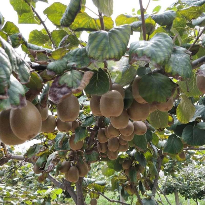 【猕猴桃树苗】名优品种自家种植量大从优！