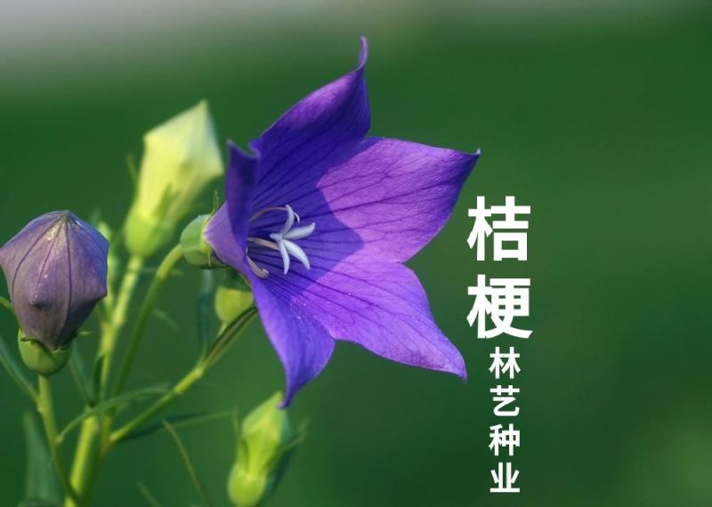 桔梗种子重瓣洋桔梗花种子四季开花室内室外阳台易活花卉