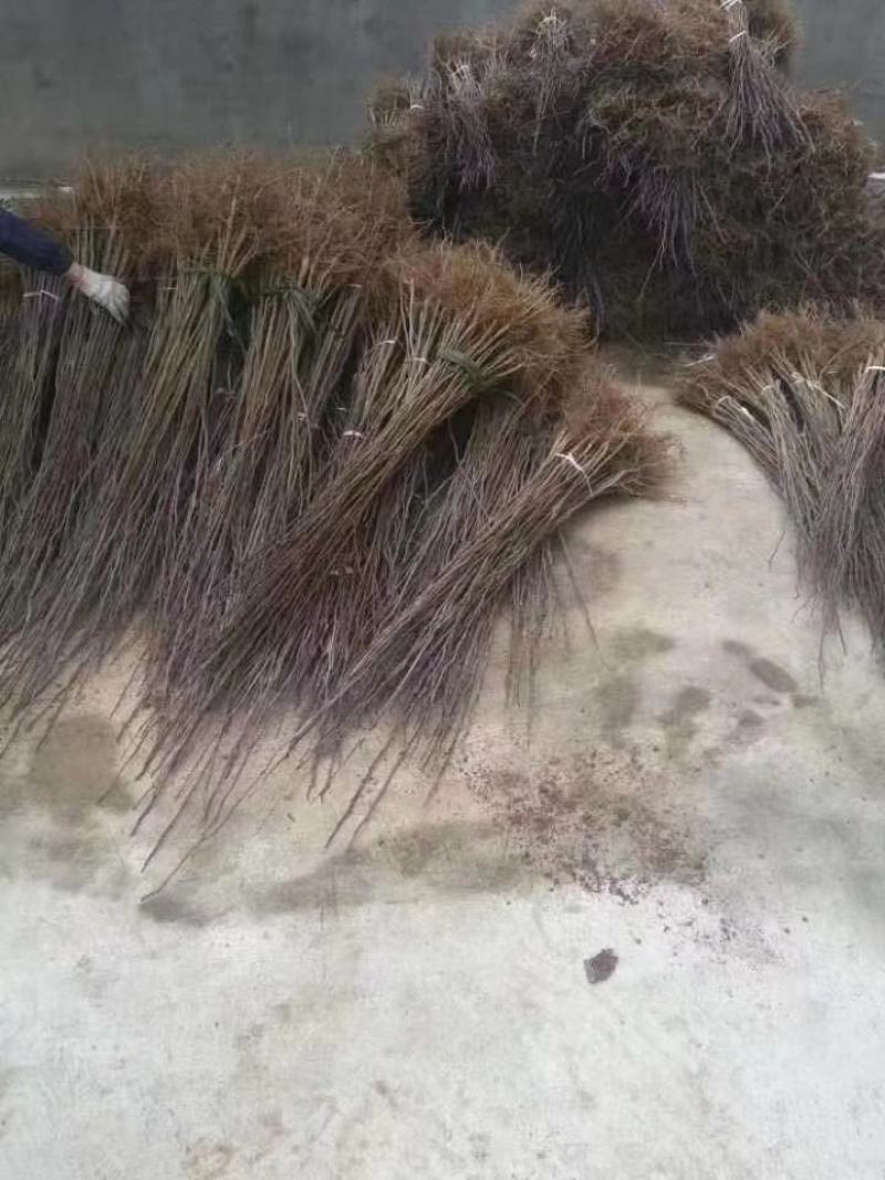 地址到期杜仲苗一年苗两年苗3年苗量大处理