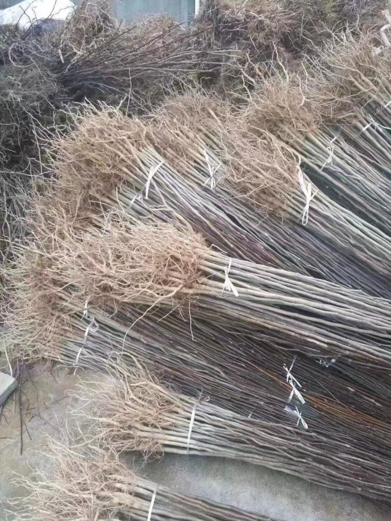 地址到期杜仲苗一年苗两年苗3年苗量大处理