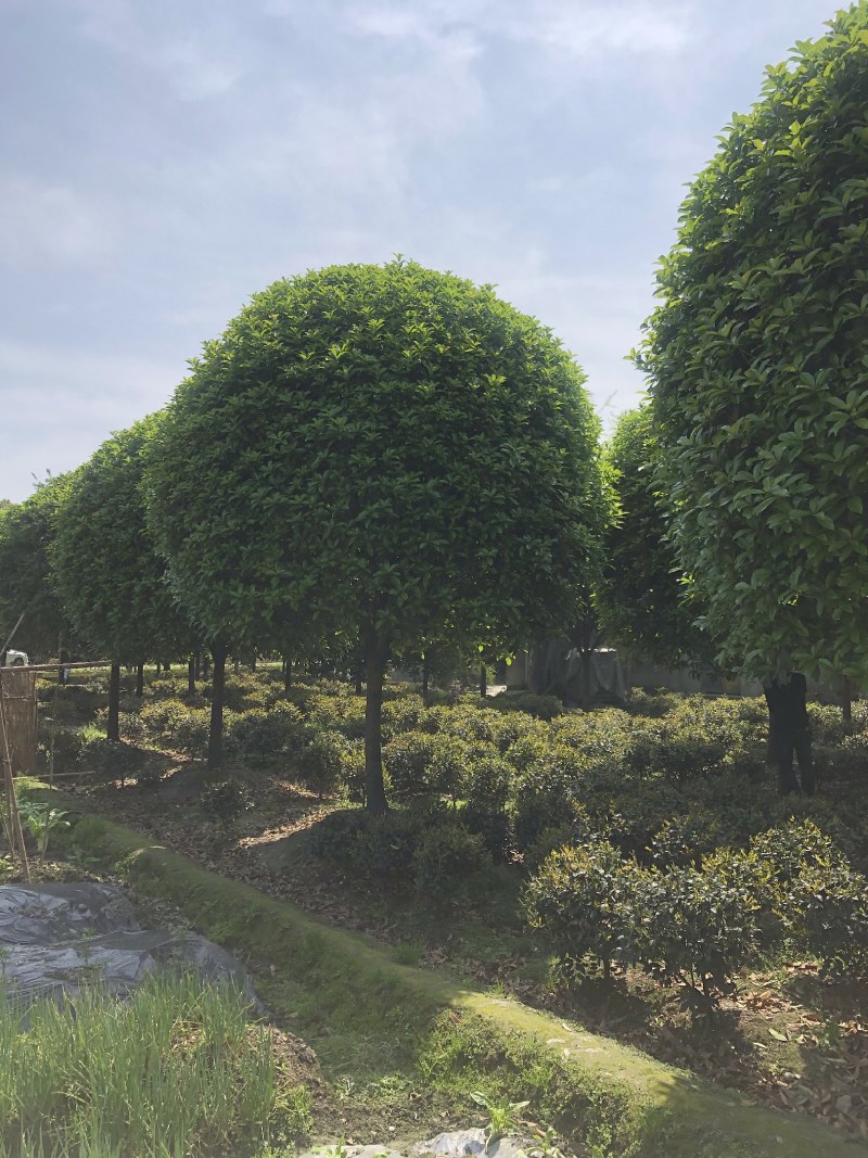 桂花树，成都精品桂花树，5—15公分桂花树