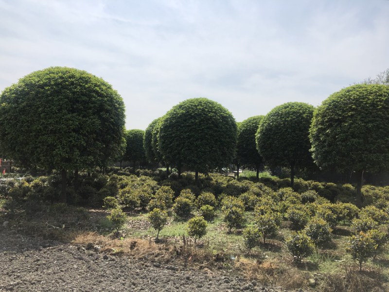 桂花树，成都精品桂花树，5—15公分桂花树