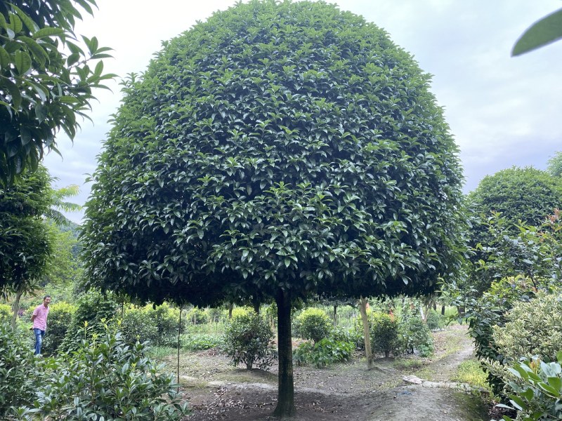 桂花树，成都精品桂花树，5—15公分桂花树