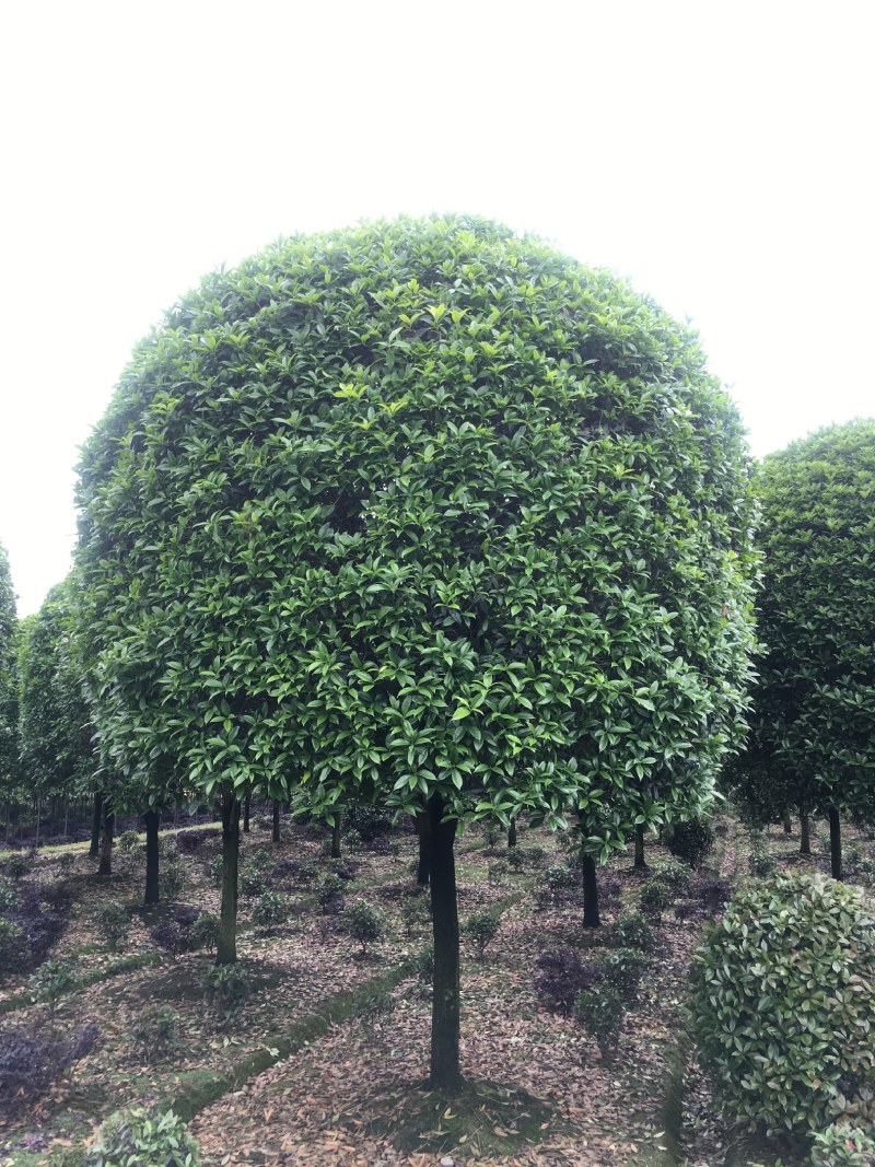 桂花树，成都精品桂花树，5—15公分桂花树