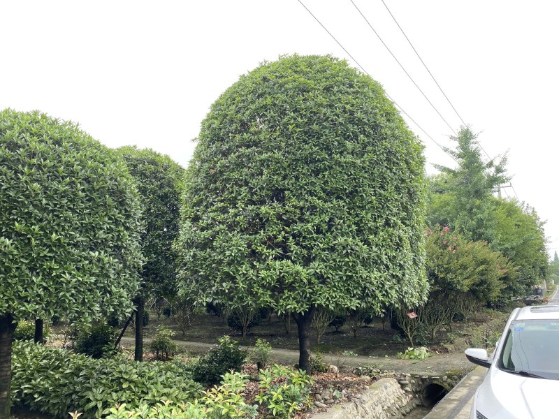桂花树，成都精品桂花树，5—15公分桂花树