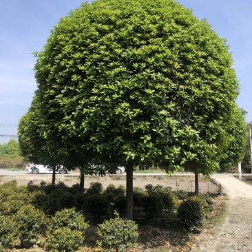 桂花树，成都精品桂花树，5—15公分桂花树