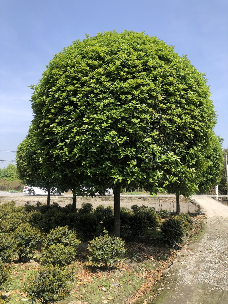 桂花树，成都精品桂花树，5—15公分桂花树